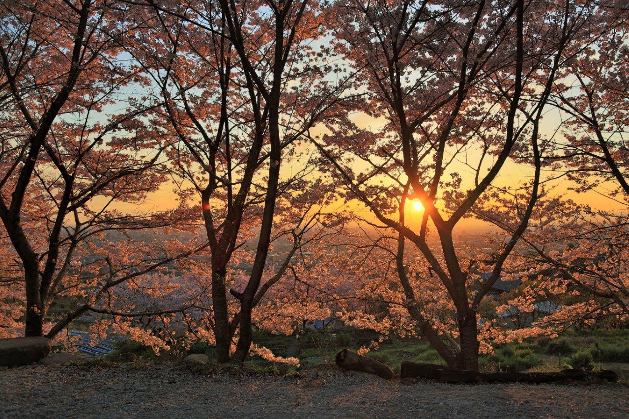 夕景桜