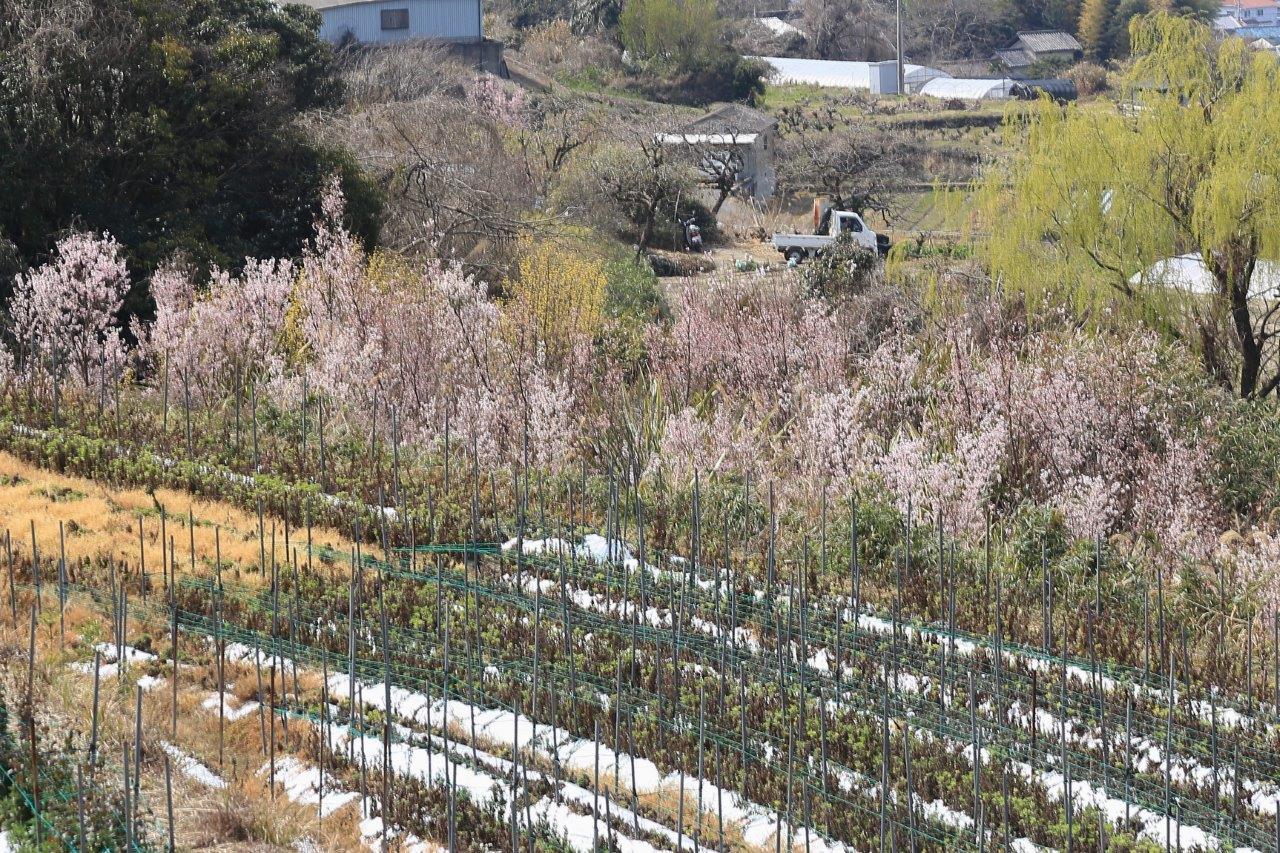 菊畑と小彼岸桜
